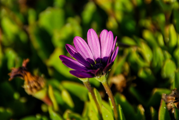 蜜蜂对花，数码照片图片为背景图片下载