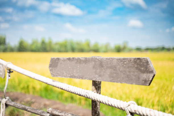 背景是午后郁郁葱葱的稻田图片下载