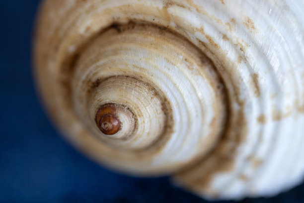 贝壳，微距照片。黄金比例螺旋式上升显然是存在的。图片下载