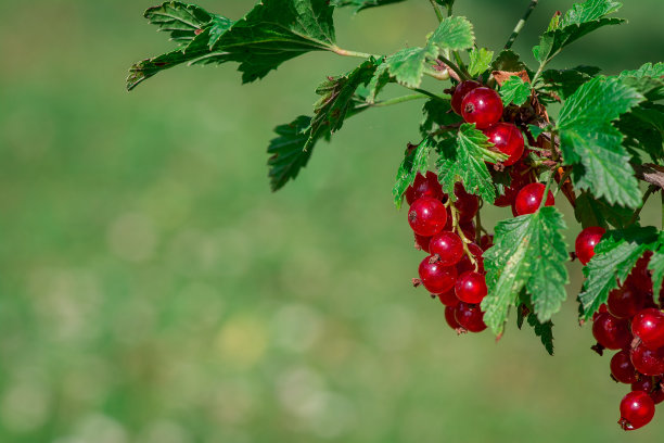花园里的红醋栗图片下载