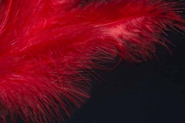 微距照片特写羽毛细腻失重光，红黑背景。图片下载