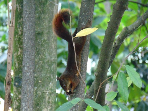 松鼠图片下载