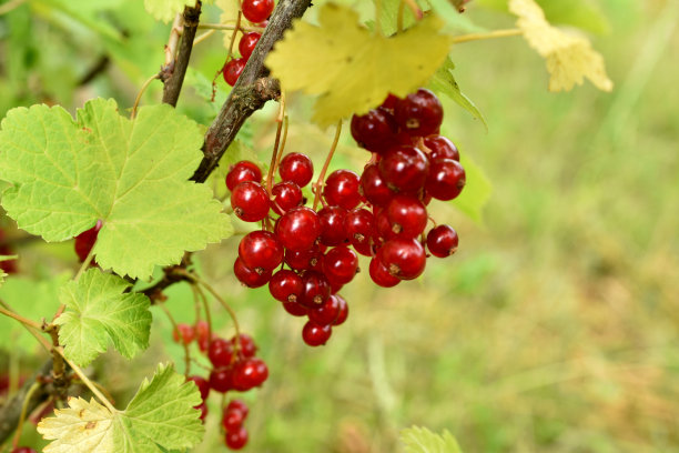 成熟的假发挂在灌木丛的叶子上。图片下载