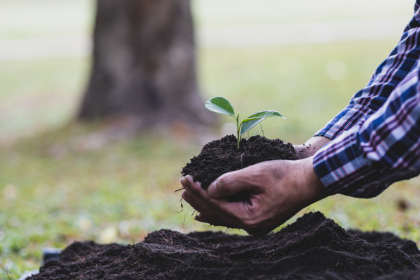 农民把幼苗种在肥沃的土壤里。图片下载