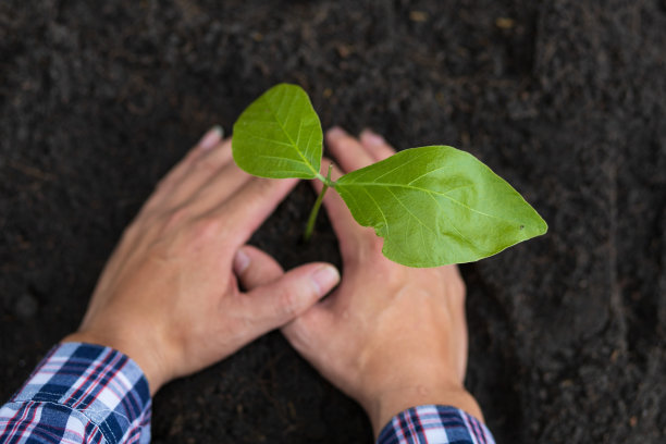 农民把幼苗种在肥沃的土壤里。图片下载