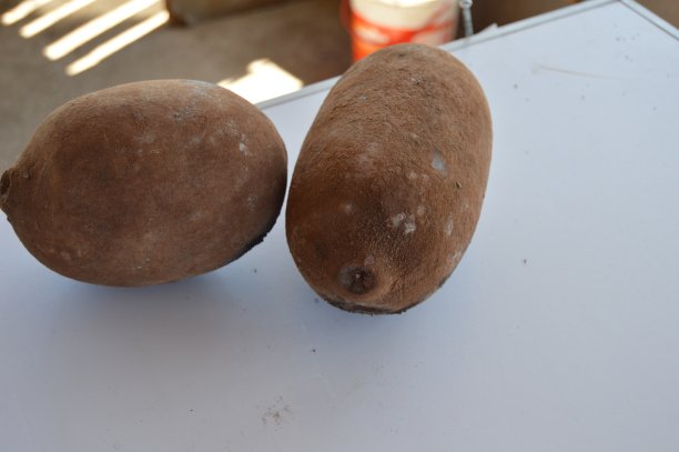 白色桌子上的cupuaparu水果图片下载