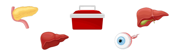 人体内部器官作为解剖学集图片下载