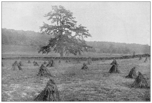 汉普顿县，马萨诸塞州的古董图像:斯普林菲尔德，瓦霍格荞麦田图片下载