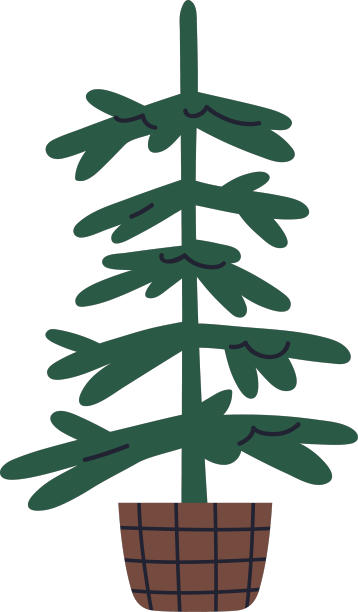 在篮子里生长的裸冷杉树是真正的枞树图片下载