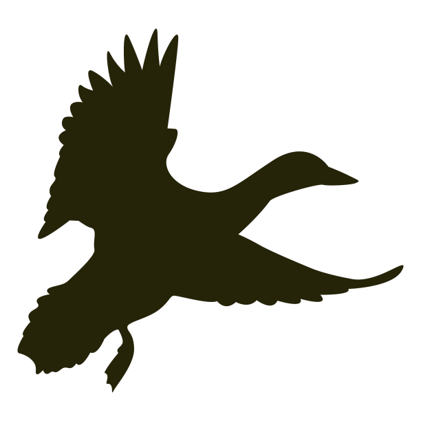 鹅的翅膀扇动着图片下载