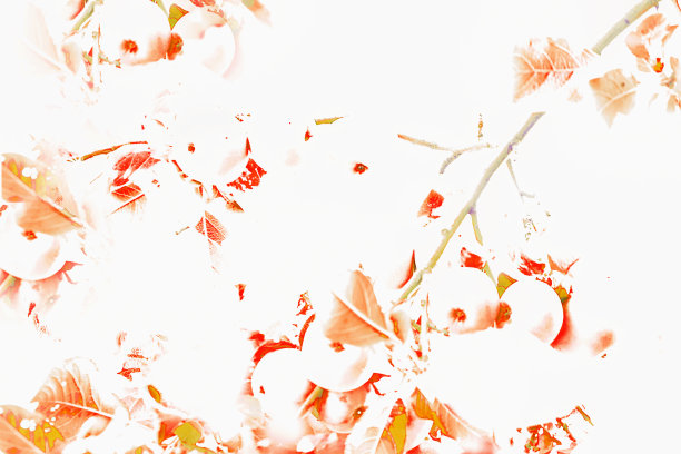 散焦模糊的苹果树，树枝上有苹果。抽象的创作背景，类似于水彩图片下载