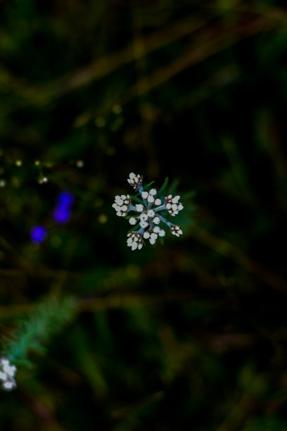 白色的小花。图片下载