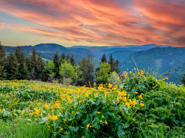 日落时德国黑森林的景色图片下载