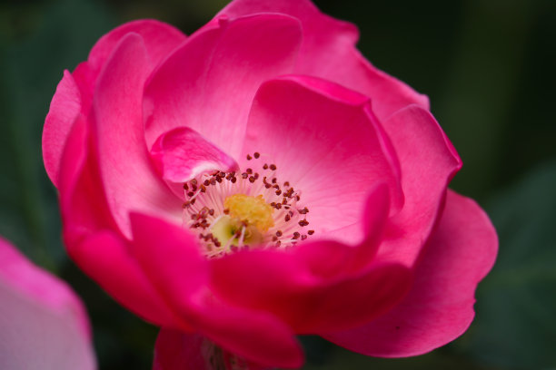 黑色背景上一朵美丽的红玫瑰的肖像(特写花头微距照片)图片下载