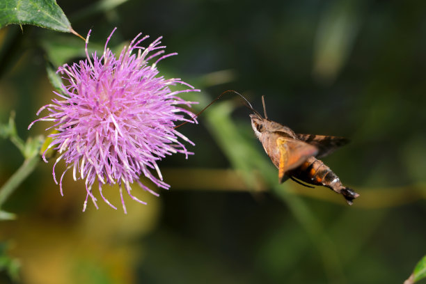 蜂鸟鹰蛾(Macroglossum bombylans)正在吮吸粉红色日本蓟花的花蜜(阳光明媚的大自然特写微距照片)图片下载