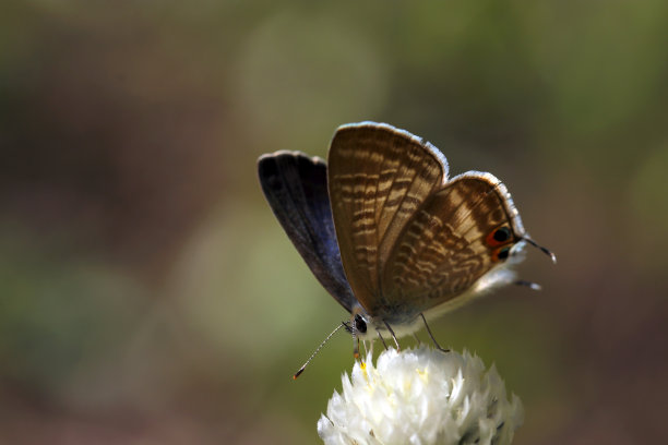 长尾蓝蝴蝶(lamides boeticus)正在吮吸地球苋菜白花的花蜜(阳光充足的户外特写微距照片)图片下载
