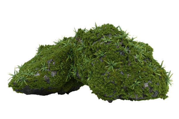 苔藓长在石头上。图片下载