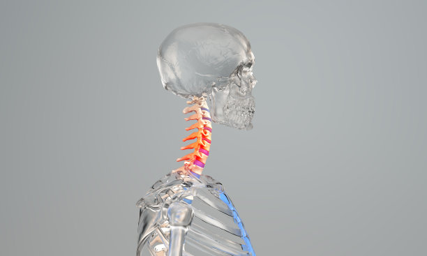 人类骨骼与颈部疼痛的玻璃骨架图片下载