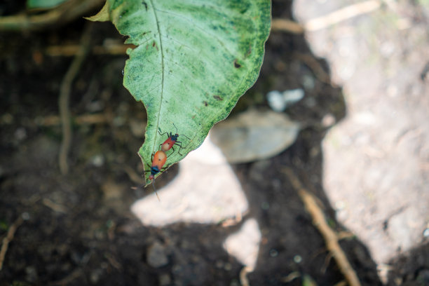 一些小bug图片下载