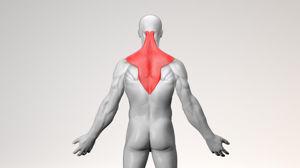 男性背部肌肉系统和红色的斜方肩肌图片下载