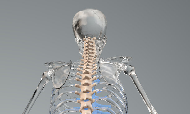 玻璃骨架颈椎解剖图片下载