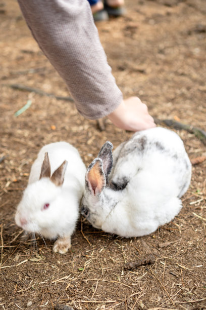 可爱的兔子图片下载