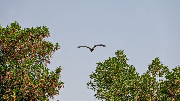 鹰在天空，风景摄影图片下载