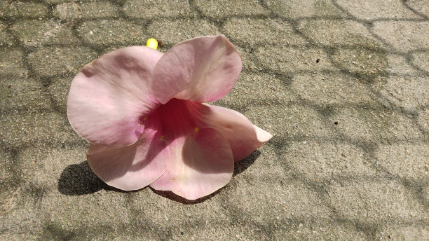 粉红色的花朵图片下载