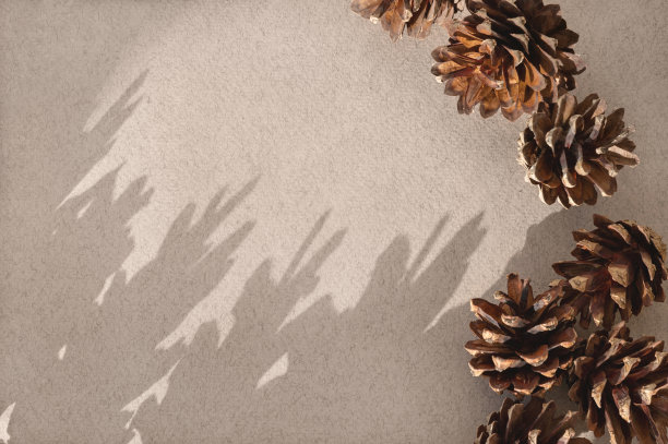 寒假自然背景，圣诞贺卡模板。棕色松果在中性灰褐色米色背景与阳光阴影。审美可持续的商业品牌，博客横幅，土色图片下载
