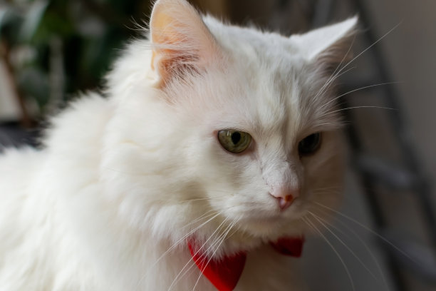 一只白色的土耳其安哥拉猫，戴着红色的领结，有着不同的眼睛。坐着一只蓝眼睛和黄眼睛的白猫。有不同颜色眼睛的白猫。可爱的家养宠物，异色症。高质量照片图片下载