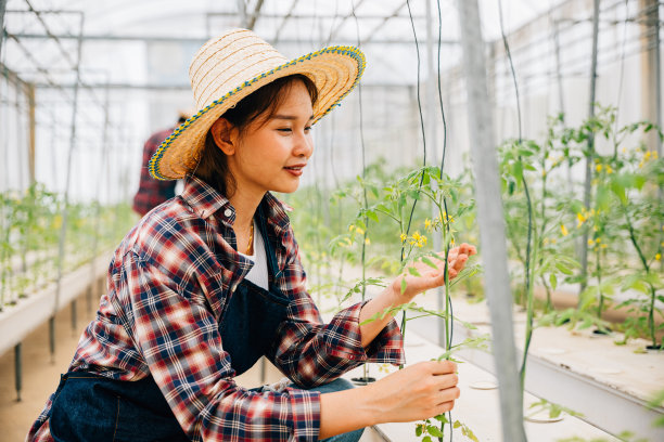 温室里的女人是一位企业家和老板，她在检查番茄植株的质量图片下载