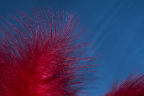 微距照片接近羽毛精致失重浅红色在蓝色的背景。图片下载
