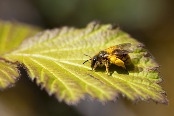 一只蜜蜂栖息在沾满花粉的灌木叶子上。传粉动物的横向宏观自然照片。图片下载