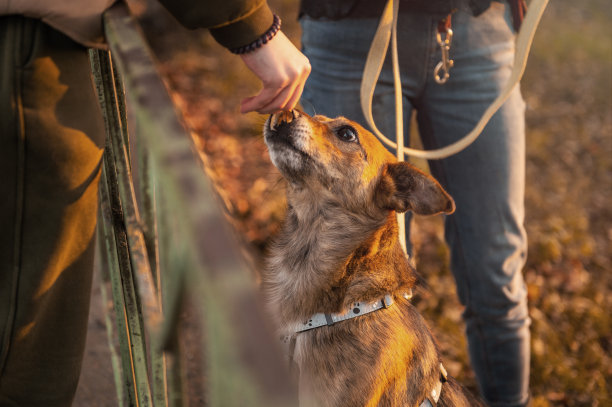 红色杂种狗。一只狗在秋天在公园里散步。一只看起来很警惕的杂种狗的美丽肖像图片下载