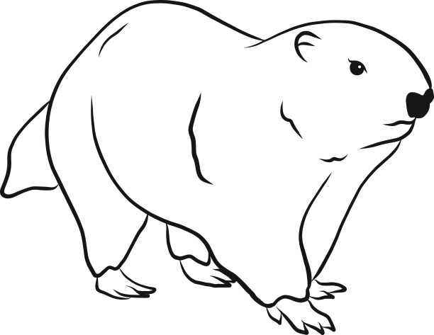 土拨鼠草图图片下载