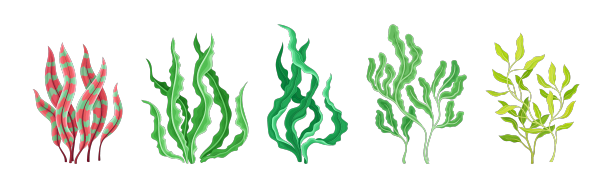 海藻和海藻植物曲线设置图片下载