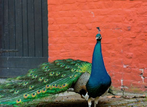 在城堡附近的公园里，一只美丽的雄孔雀在红砖墙的背景下摆着长长的尾巴。尿道炎。图片下载