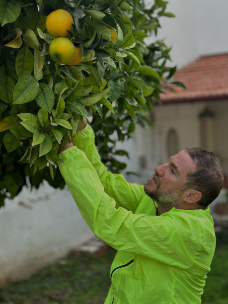 农民检查和收获新鲜橙子从树库存照片图片下载