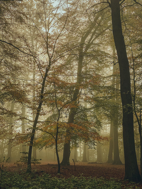 秋天的森林在雾天-复古复古风格的图片图片下载