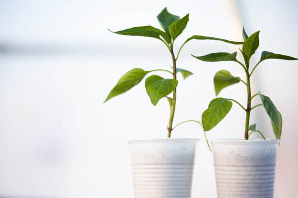 青椒苗放在白色塑料玻璃杯里，白色的背景模糊不清。三棵幼芽生长出版，海报，日历，邮政，壁纸，封面。高质量照片图片下载