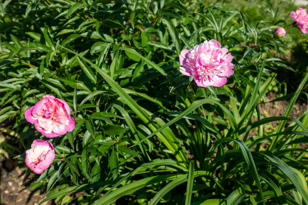 牡丹丛，粉红色的芽和绿色的叶子。园艺和养花是一种爱好。花的背景。图片后，屏幕保护程序，壁纸，明信片。高质量照片图片下载