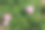 牡丹丛，粉红色的芽和绿色的叶子。园艺和养花是一种爱好。花的背景。图片后，屏幕保护程序，壁纸，明信片。高质量照片图片下载