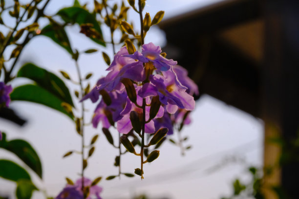 微距照片的紫色装饰惠斯利花图片下载
