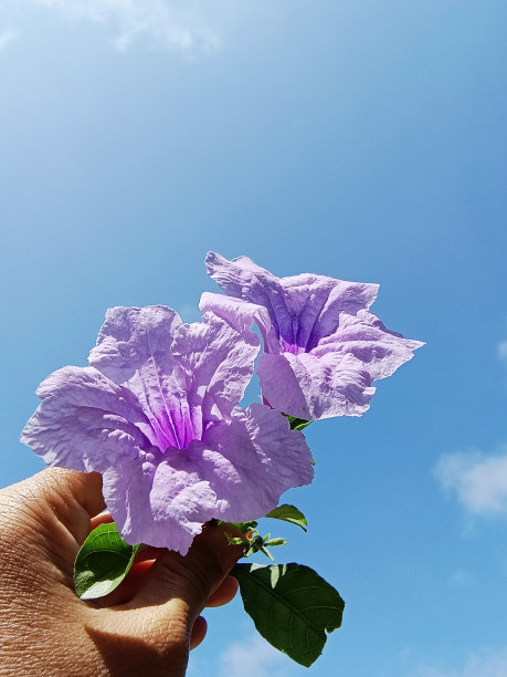 过度曝光的照片，手拿紫色的花孤立在蓝天的背景图片下载