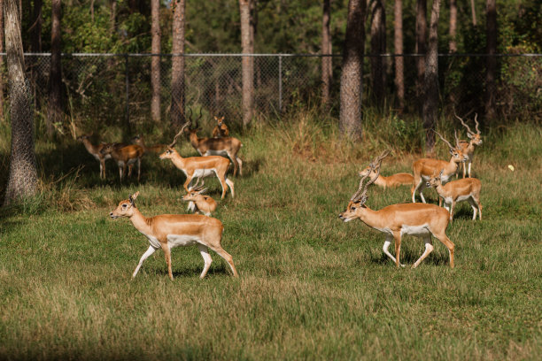 2023年秋天，南佛罗里达的野生动物园里，一大群黑斑羚在草地上皱着眉头图片下载