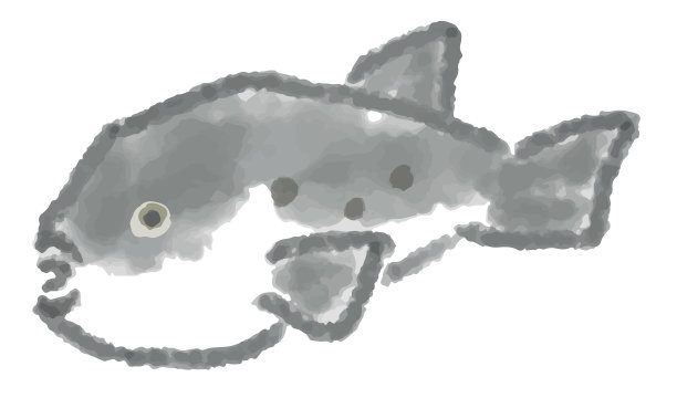 水彩手绘河豚插图。背景是透明的。图片下载