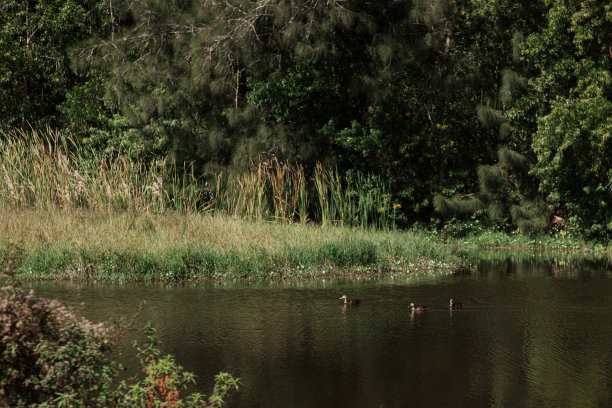2023年秋天，南佛罗里达州绿树环绕的田野里的湖中鸭子图片下载