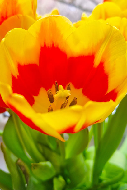 春天盛开的郁金香的特写。图片下载