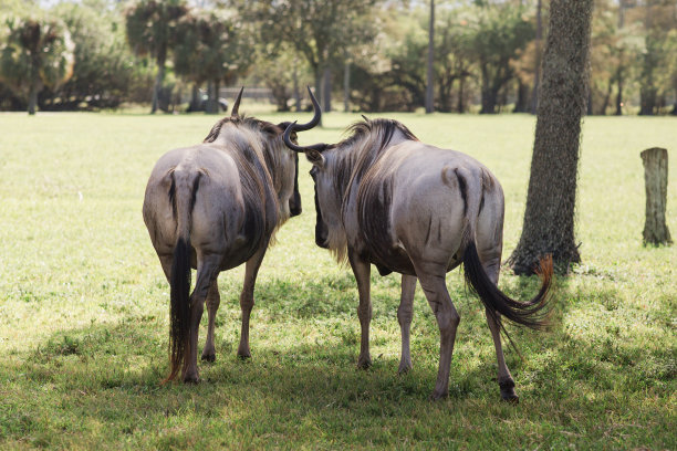 2023年秋天，在南佛罗里达的野外狩猎中，强壮的角马图片下载