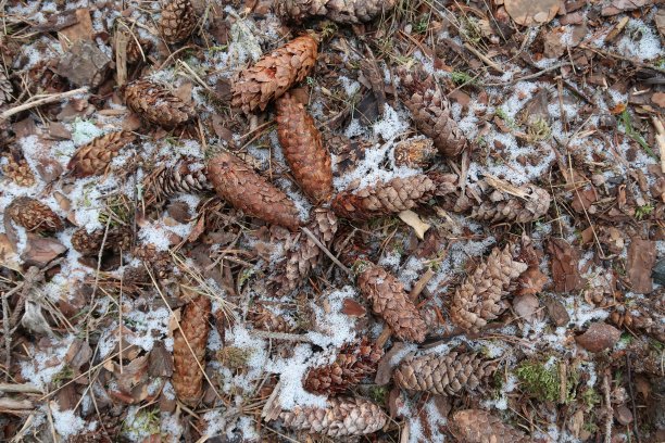 落下的松果和初雪图片下载